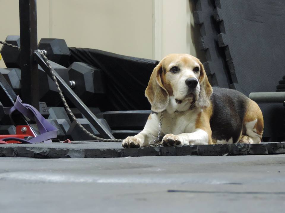 Esse é o Ringo!!! Coisa mais linda da mãe!!!